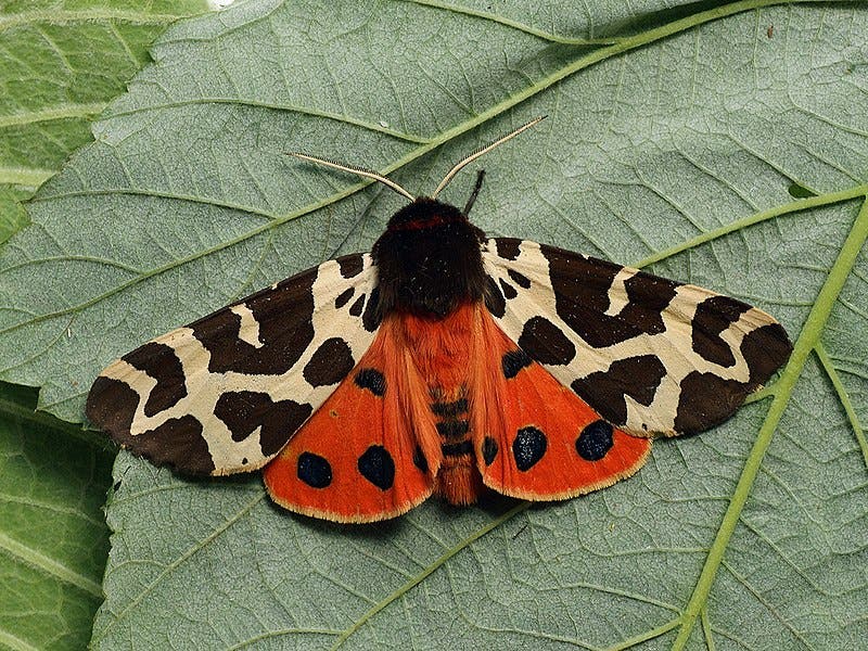 Tasty moths try to evade predators -- unappetizing moths don't really ...
