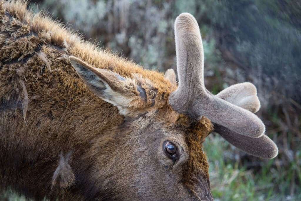 The hard difference between antlers