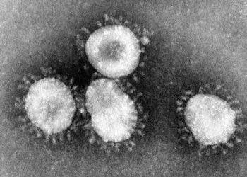 Coronaviruses are particularly vulnerable to washing hands.