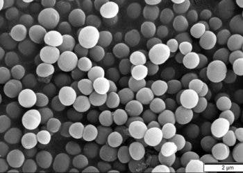 Staphylococcus aureus seen under the electron microscope.
Image credits Mogana Das Murtey and Patchamuthu Ramasamy.