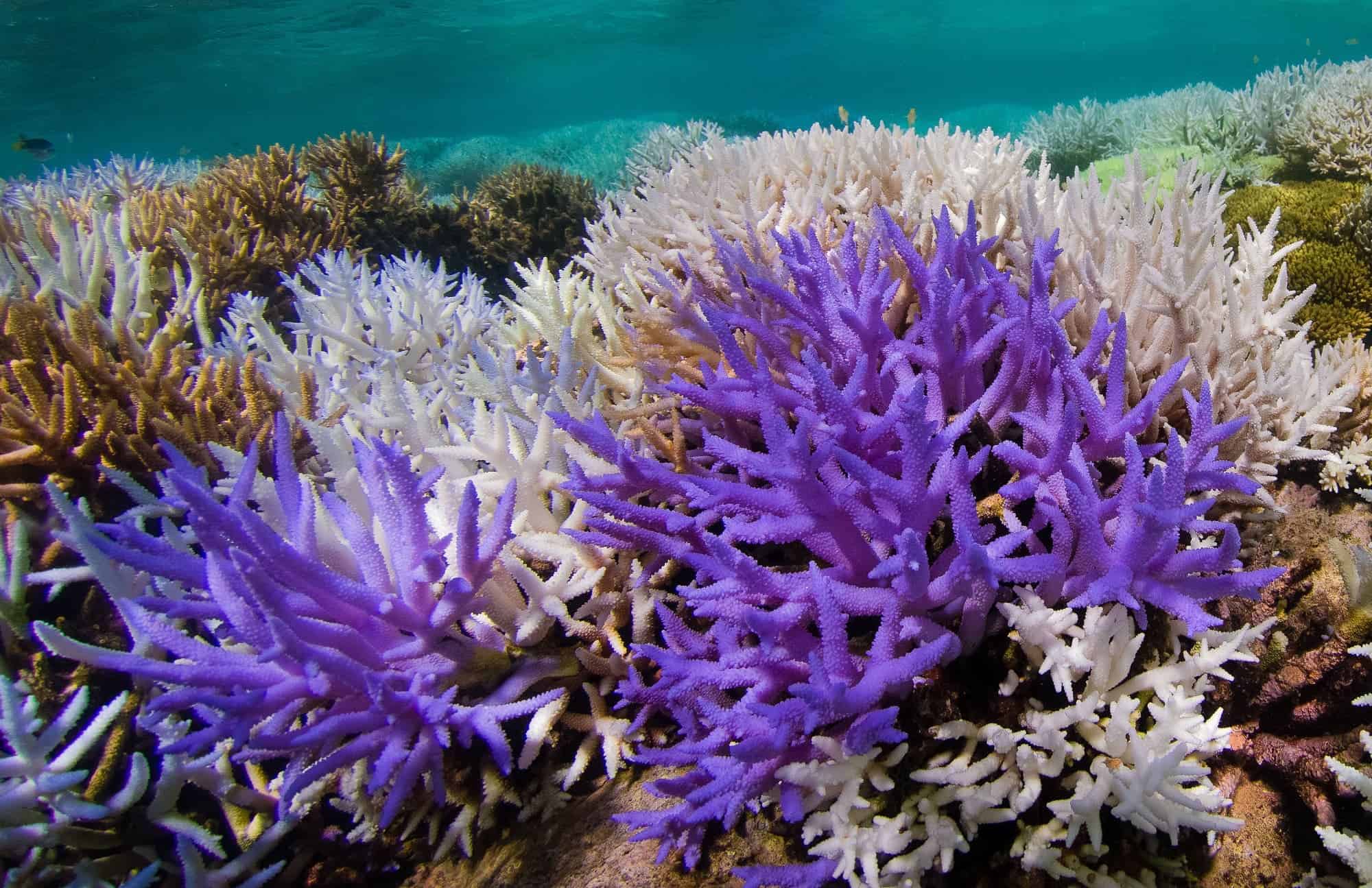 Glowing Coral Reef Despite Bleaching Offers Hope For Recovery-9093