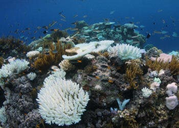 Bleached corals at Moore Reef, GBR (MAR 2017)