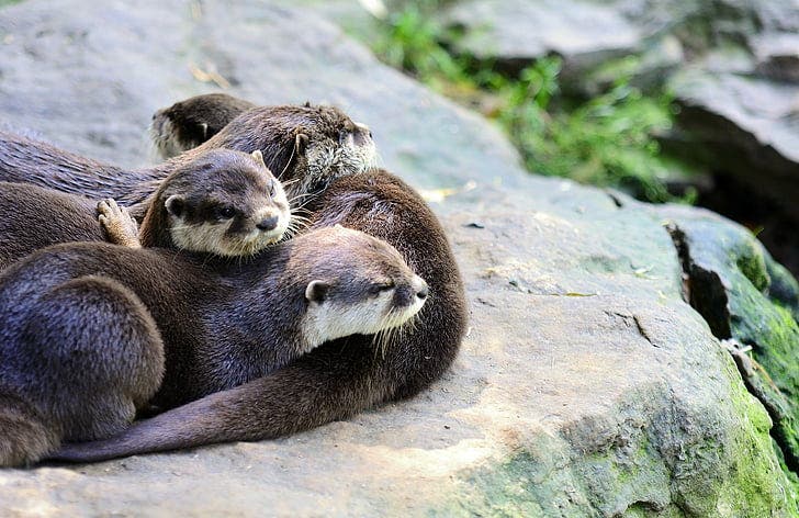 When otters play with rocks, it's because they're excited about food
