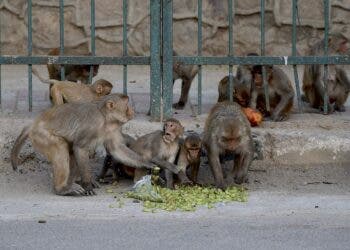 (FILES) In this file photo taken on April 10, 2020, monkeys eat fruits on a street during a government-imposed nationwide lockdown as a preventive measure against the COVID-19 coronavirus in New Delhi. - Monkeys in India 