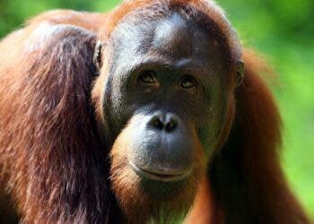 JAKARTA ? FEBRUARY 15:  An Orangutan is seen at Ragunan Zoo?s 