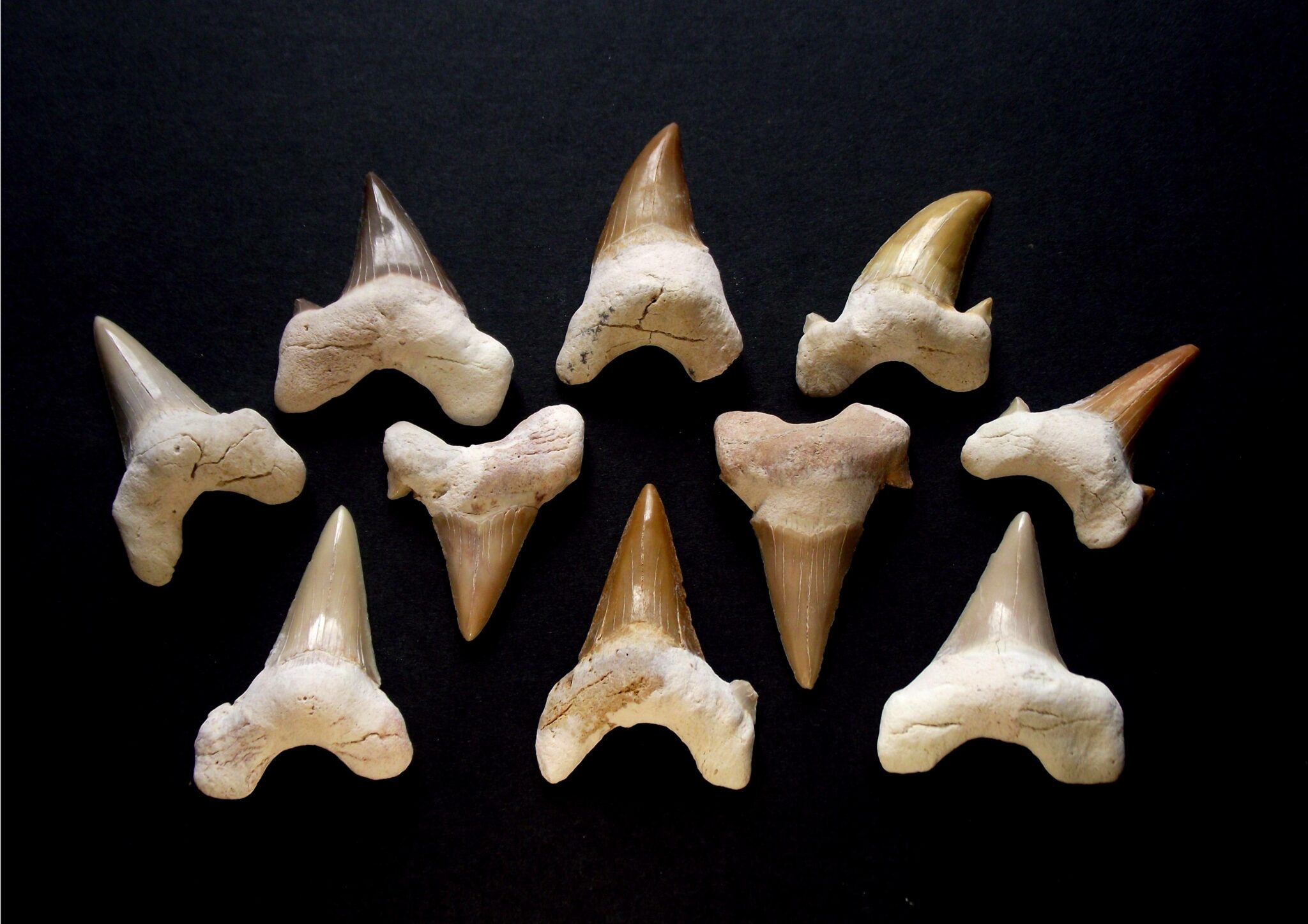 Зуб древней акулы