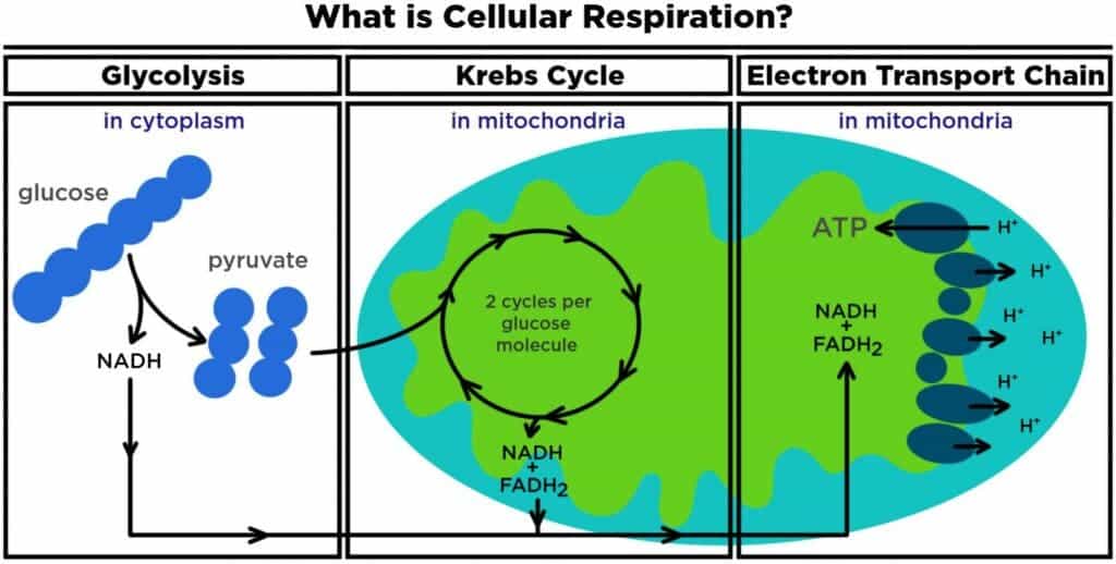 cellular respiration cycle