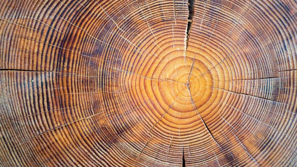 Tree rings reveal extreme weather is on the rise in South America - ZME Science