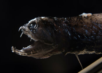 Deep-sea dragonfish with transparent teeth. Credit: David Baillot/UC San Diego Jacobs School of Engineering.