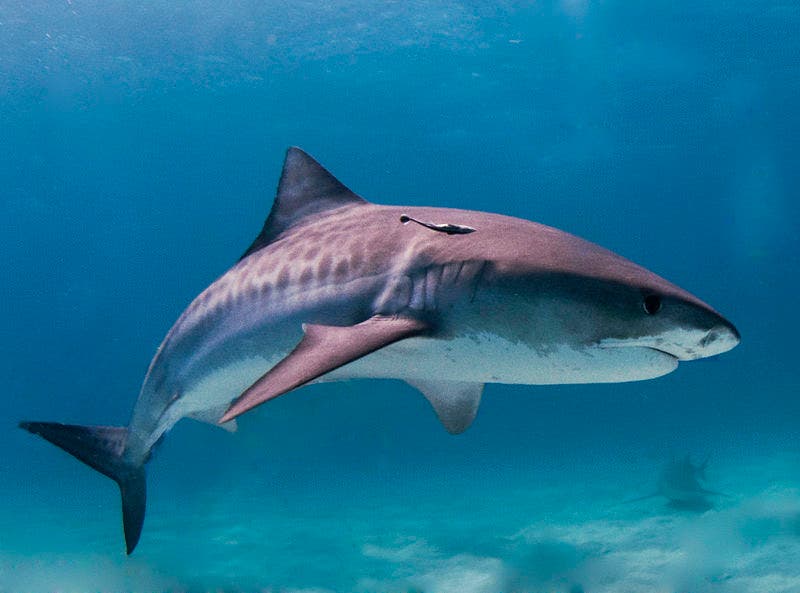 Tiger shark and blue water