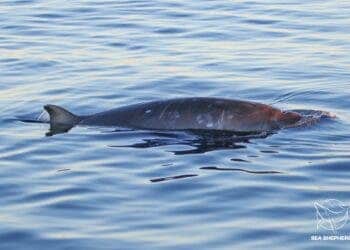 Possibly a new species of Beaked whale