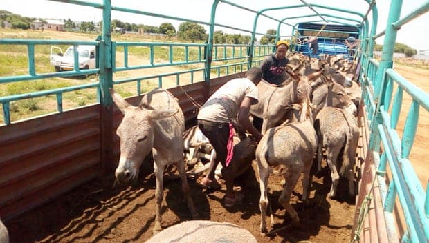 The world’s donkeys are threatened by demand for Chinese language conventional drugs