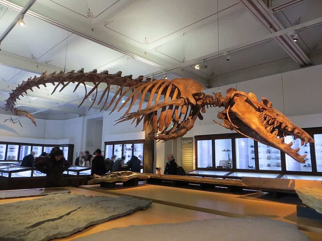 basilosaurus skeleton