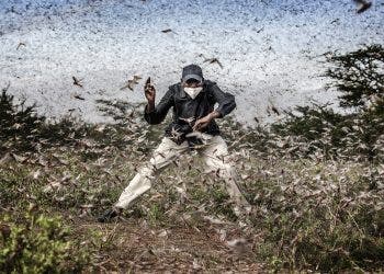 Herny Lenayasa, a Samburu man and chief of the settlement of Archers Post tries to scare away a massive swarm of locust ravaging an area next to Archers Post, Samburu County, Kenya on April 24, 2020.A locust plague fueled by unpredictable weather patterns up to 20 times larger than a wave two months earlier is threatening to devastate parts of East Africa. Locust has made already a devastating appearance in Kenya, two months after voracious swarms -some billions strong- ravaged big areas of land and just as the coronavirus outbreak has begun to disrupt livelihoods. In spite of coronavirus-related travel restrictions, international experts are in place to support efforts to eradicate the pest with measures including ground and aerial spraying.The Covid-19 pandemic has competed for funding, hampered movement and delayed the import of some inputs, including insecticides and pesticides.The UN Food and Agriculture Organisation (FAO) has called the locust outbreak, caused in part by climate change, “an unprecedented threat” to food security and livelihoods. Its officials have called this new wave some 20 times the size of the first.Photo: Luis Tato for The Washington Post