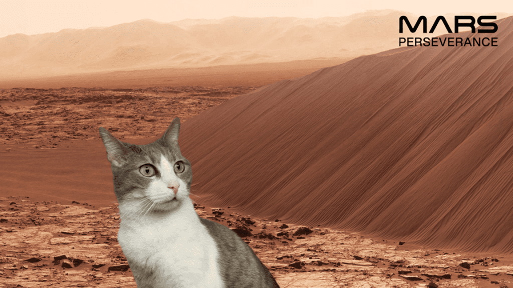 mars cat sand cat