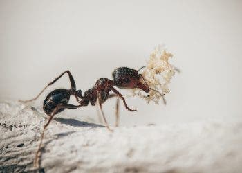 Close-in of an ant carrying something.