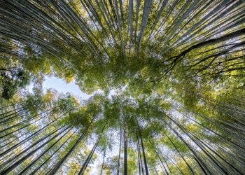 Bamboo forest canopy.