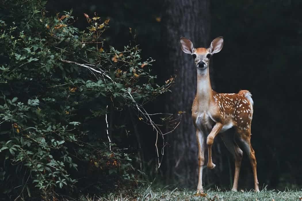 What Zombie deer disease really is, and how much of a threat it poses