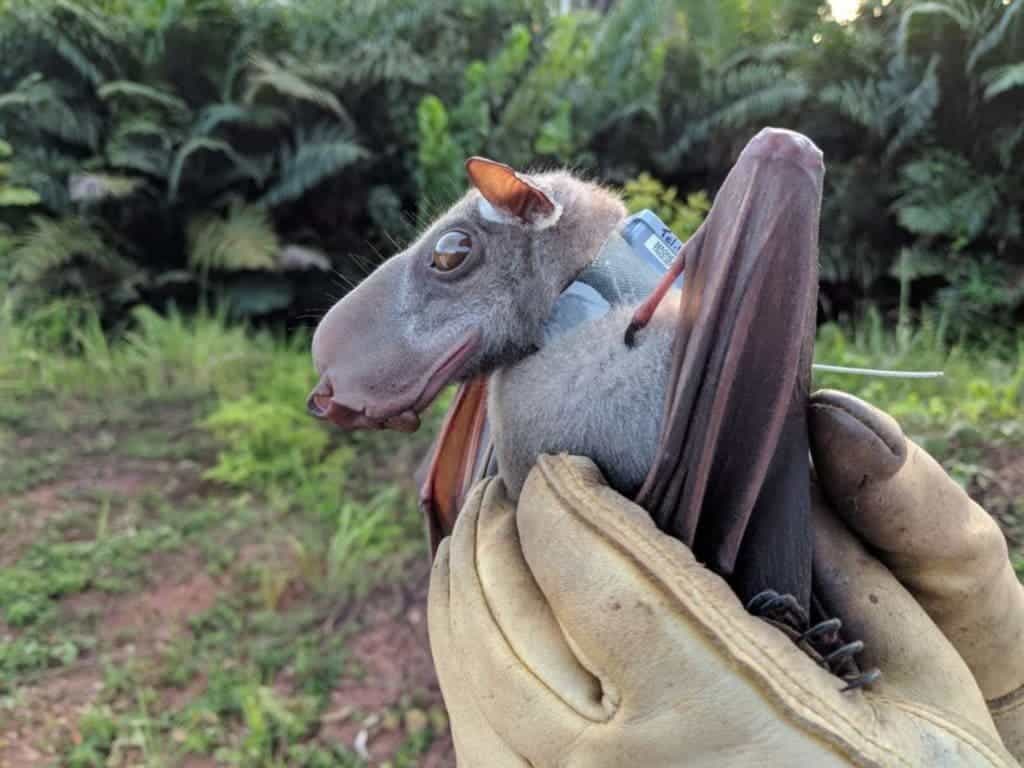 hammer-headed bat held in hand