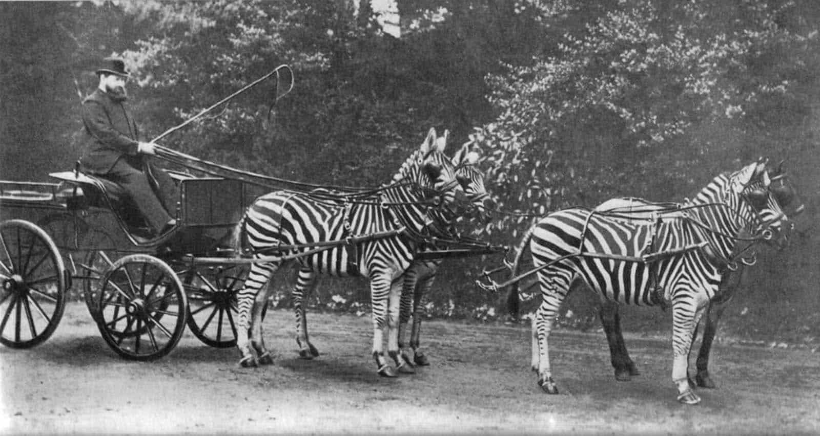 Why zebras were never domesticated