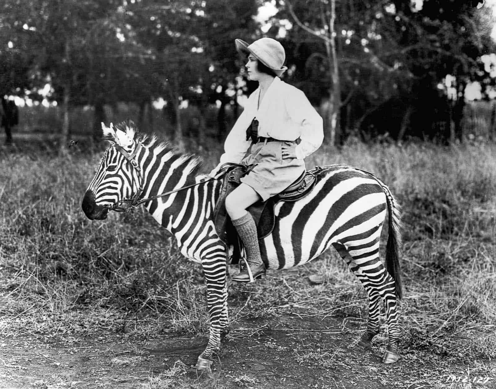 Why zebras were never domesticated