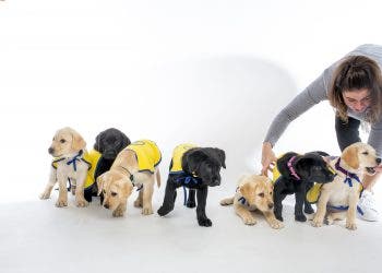 The Duke Canine Cognition Center's Puppy Kindergarten Spring 2020 class photo. The seven puppies, from Canine Companions for Independence, are part of a long-term study funded by the National Institutes of Health to assess the effects that different rearing strategies have on the behavior and cognitive development of assistance dogs.