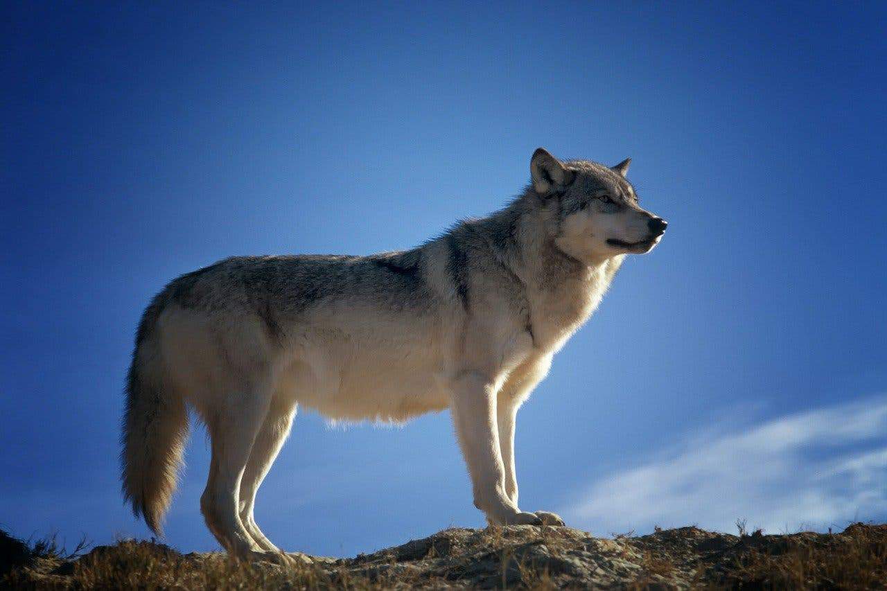 There's no such thing as 'alpha' males or females in wolf packs