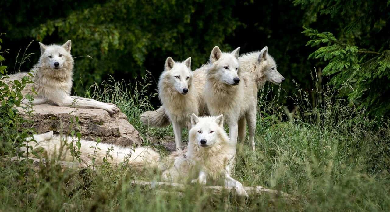 There's no such thing as 'alpha' males or females in wolf packs