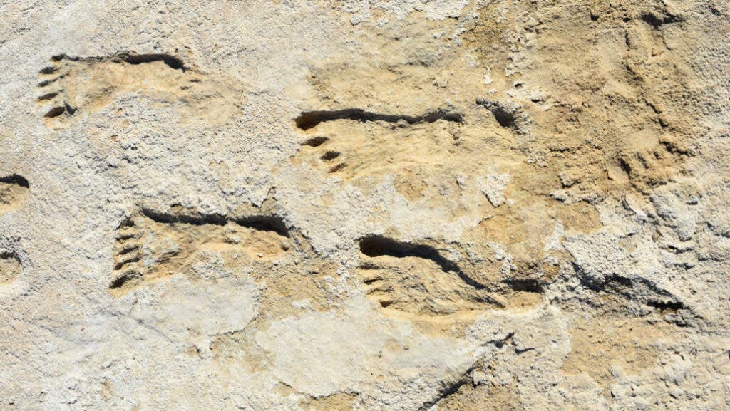 Fossilized footprints at White Sands. 