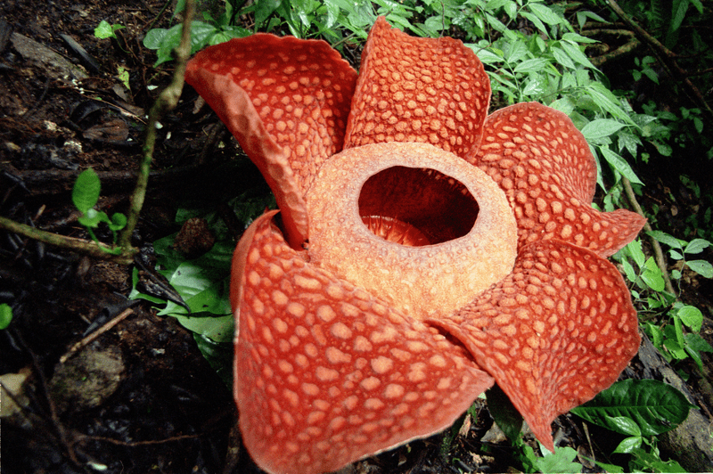 Meet the Corpse Flower that steals genes and produces heat to attract flies
