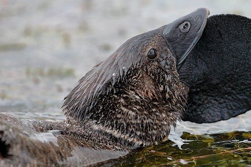 the musk duck