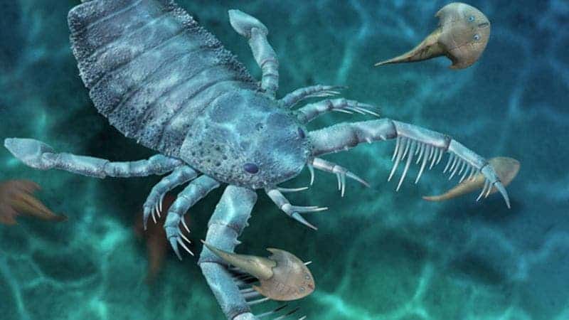 Dog-sized scorpion was king of the sea 440 million years ago