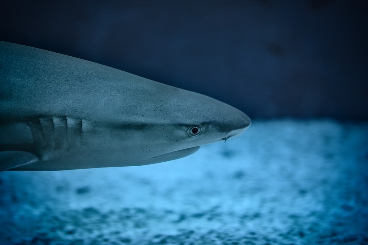 Photo of Les poissons adorent côtoyer les requins, assez curieusement, et les utiliser comme savon exfoliant