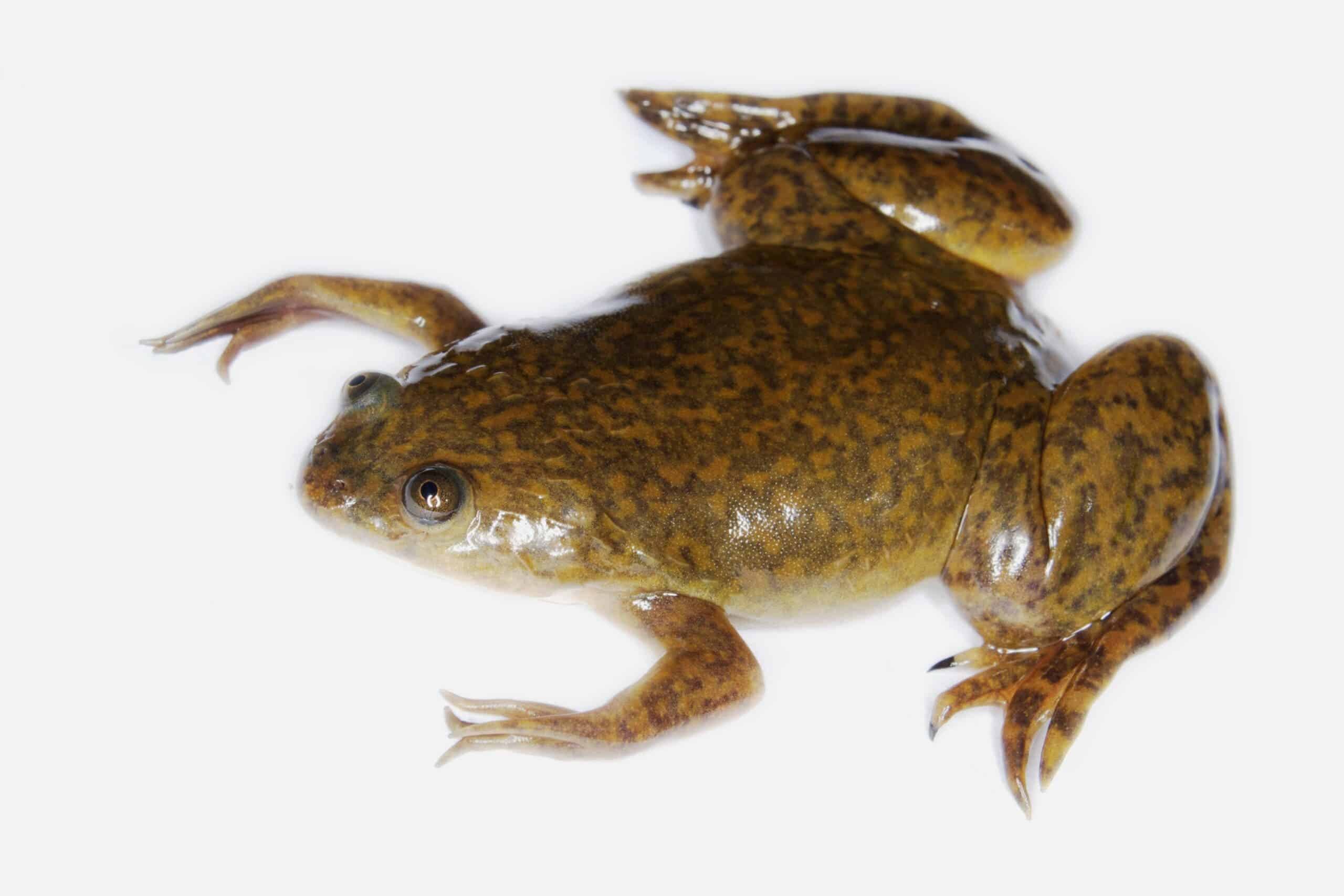 Researchers successfully regrow limbs on frogs. They want to do the same thing with humans