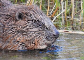 why beavers build dams?