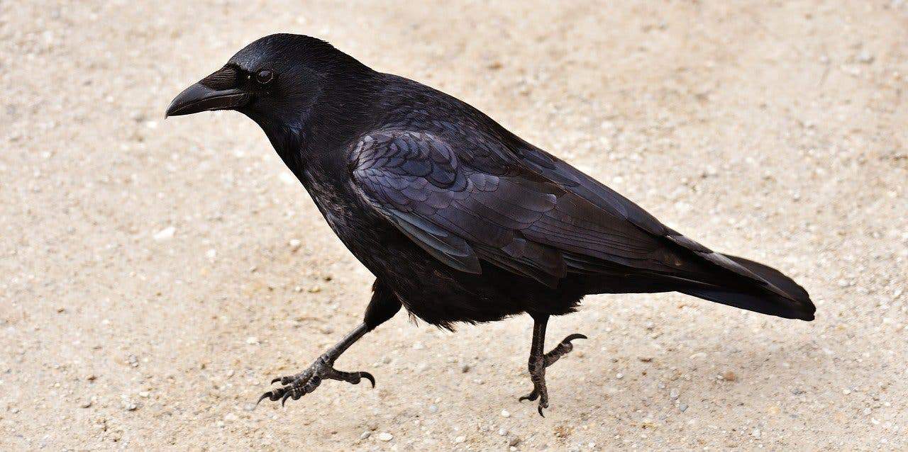 What's the difference between a raven and a crow?
