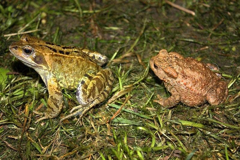two toads