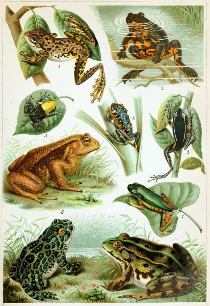 different types of frogs