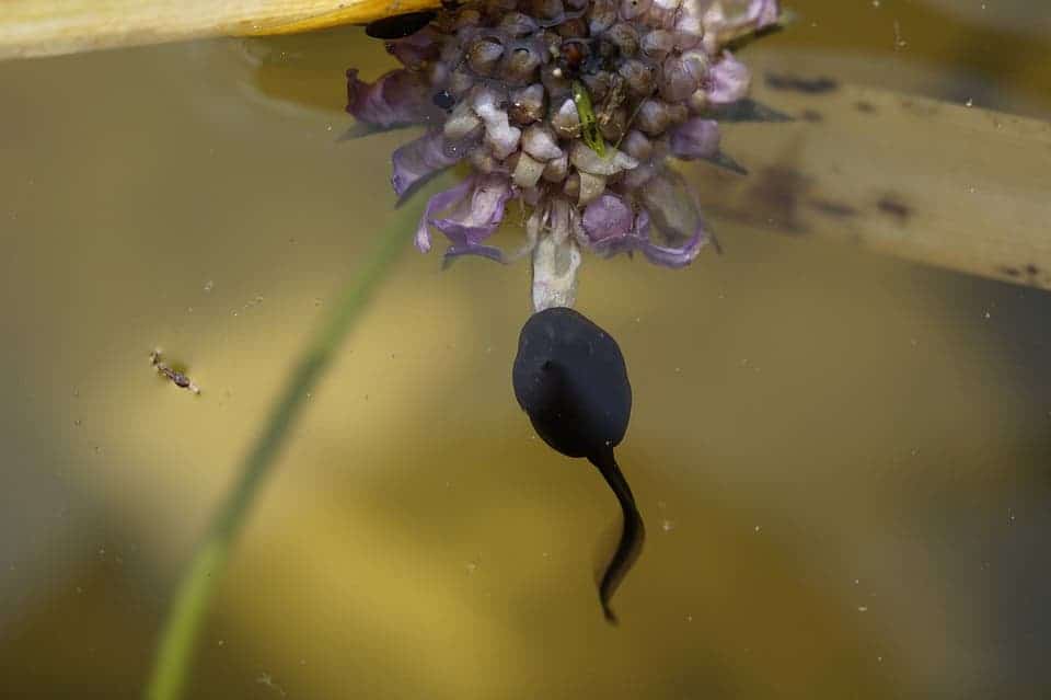 a tadpole