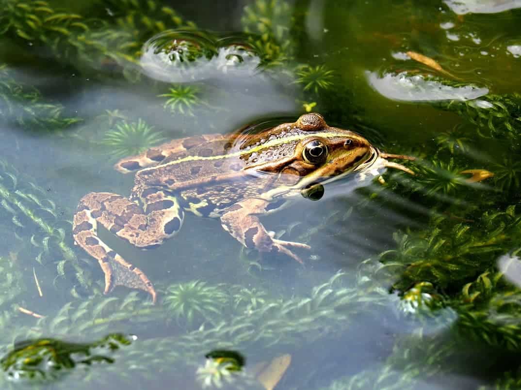 Do Frogs Eat Pond Plants 