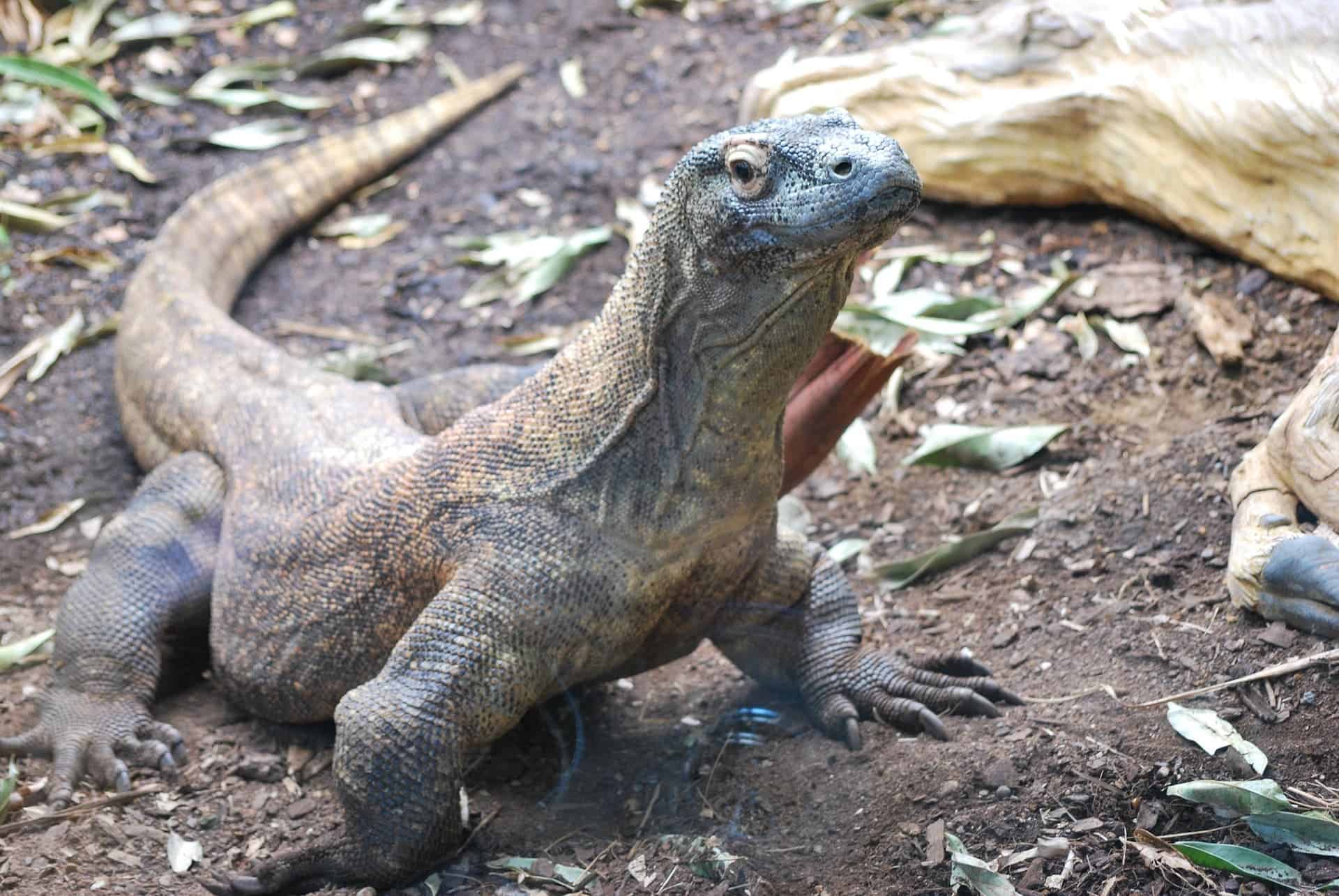 What are komodo dragons, the largest lizards in the world?