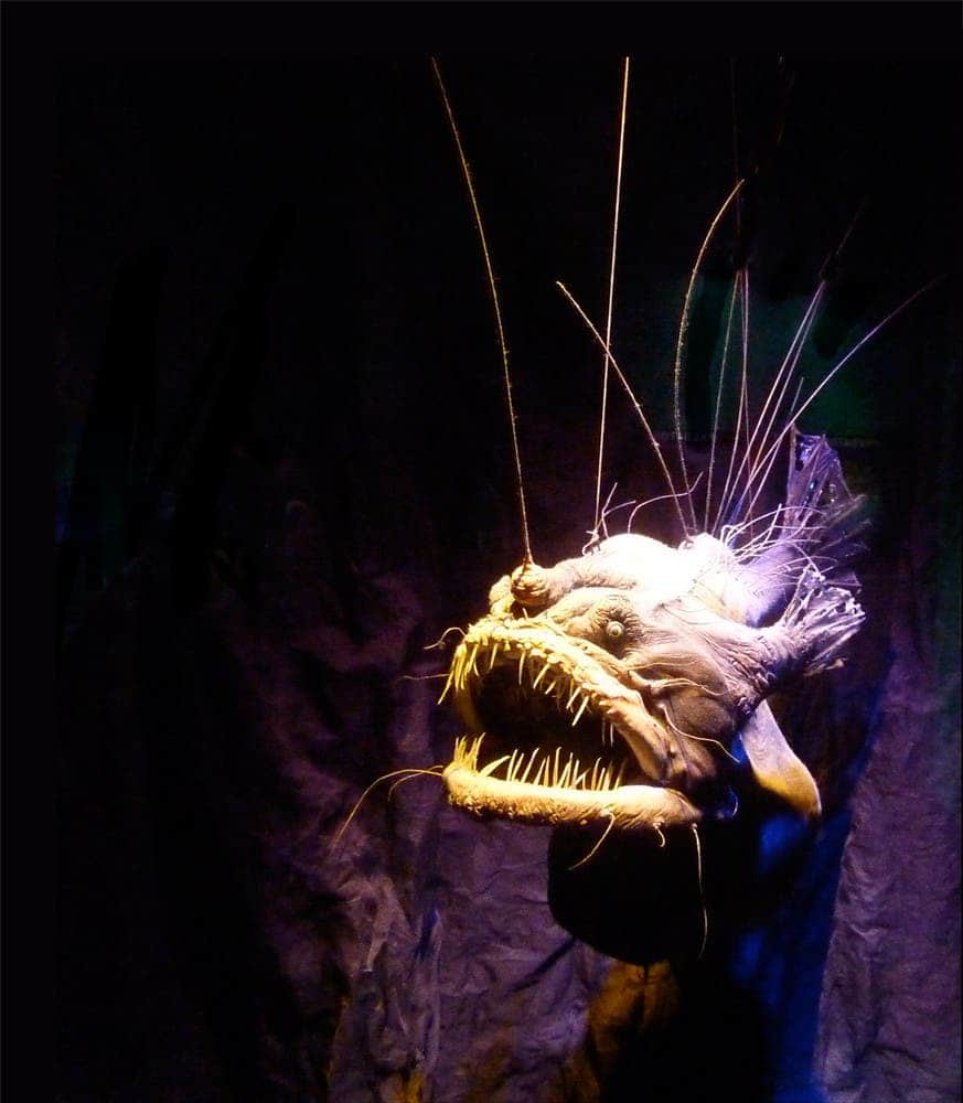 Meet the anglerfish: the most famous 'deep sea monster'