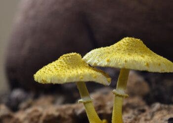 Champiñón Hongos Naturaleza Setas Reino Fungi