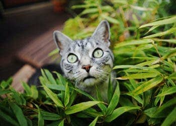 cannabis poisoning in pets