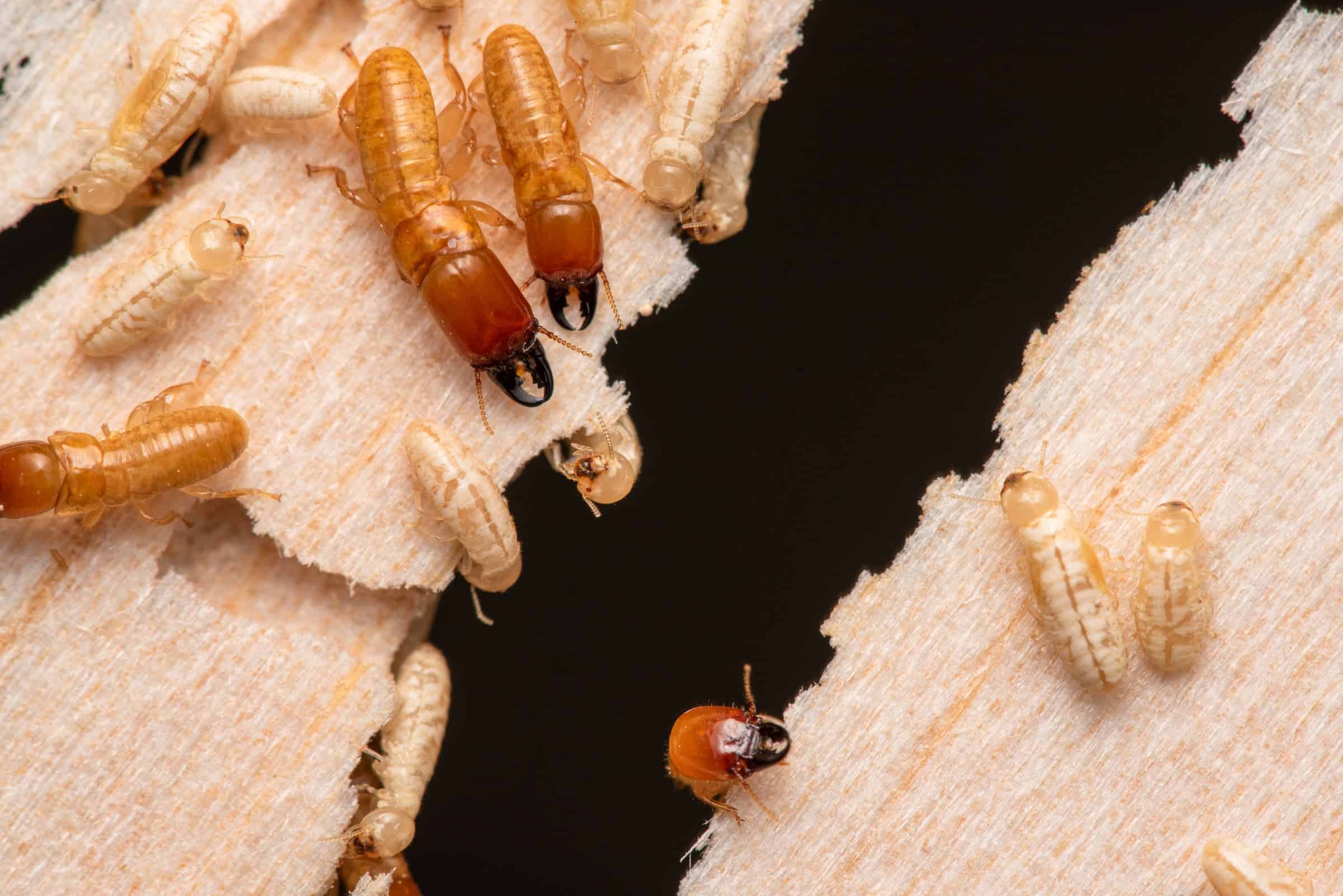 Family of termites has been traveling across the ocean for millions of years - ZME Science