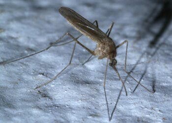 Culiseta inornata, Family: Mosquitoes. Credit: Robert Webster/Wikimedia Commons.