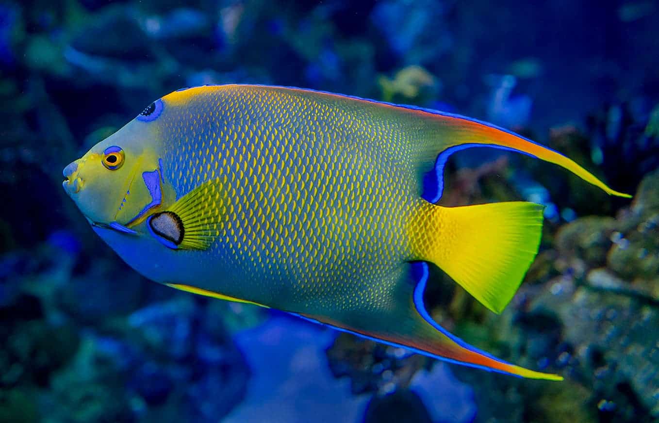 The reef fish people find ugly more likely to be endangered, study finds | Fish