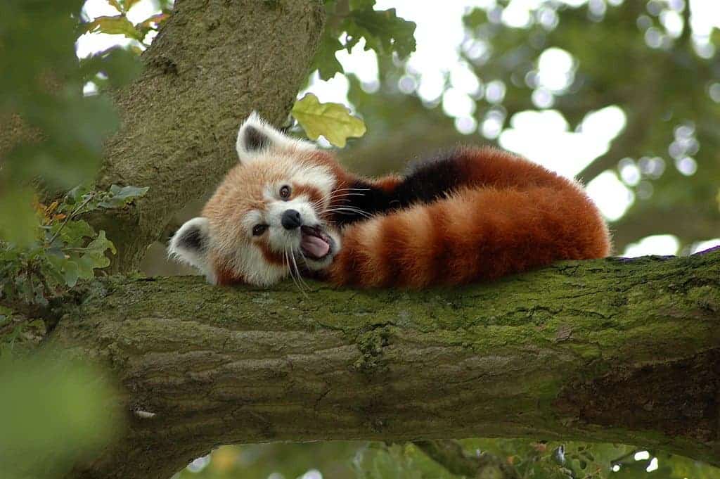 Human impact is driving red pandas towards potential extinction