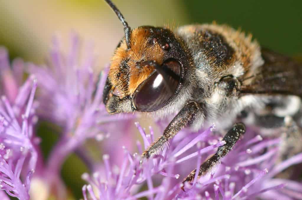 From Buzzing to Dozing: How Bees Sleep and Rest