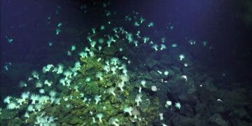 To the bottom of the Earth: the Mariana Trench